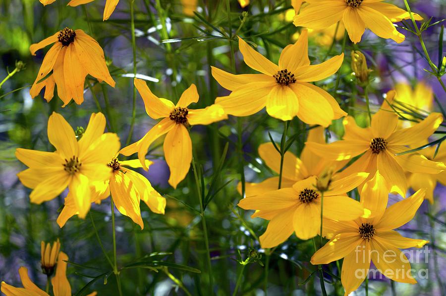 Coreopsis Verticillata grandiflora #1 Photograph by Dr Keith Wheeler/science Photo Library