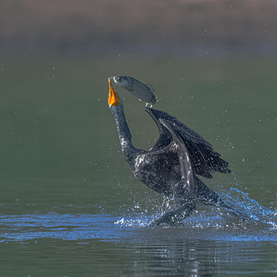 Cormorant And Fish #1 Photograph by Johnson Huang