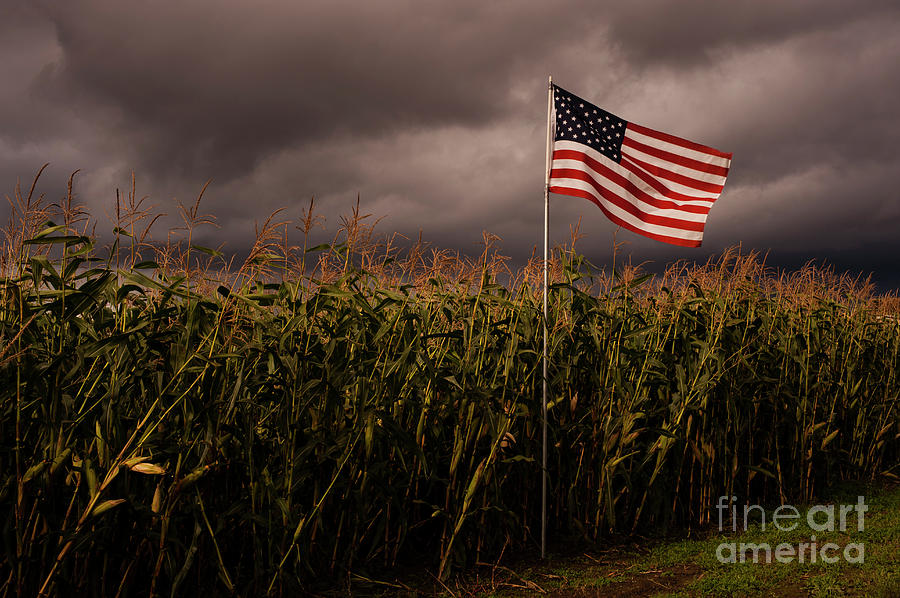 Corn Crop with American Flag #1 Photograph by Jim Corwin