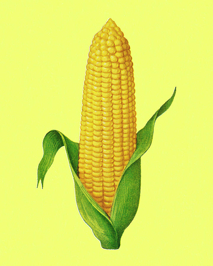Vintage Drawing - Corn #1 by CSA Images