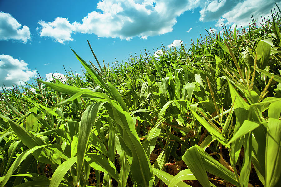 Corn Field Under The Summer Sun #1 Photograph by Pgiam
