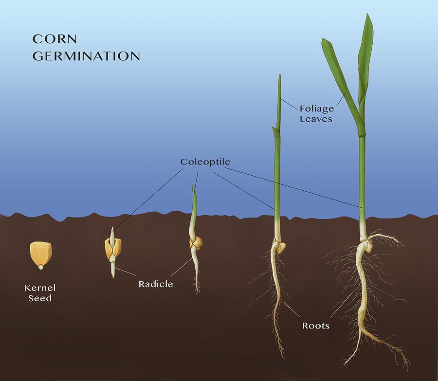 Corn Seed Germination, Illustration #1 Photograph by Monica Schroeder