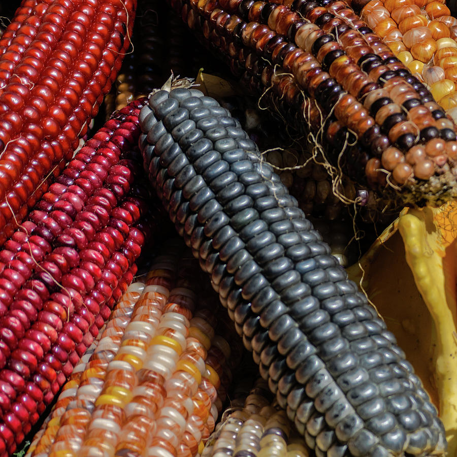 Corn #2 Photograph by Stewart Helberg