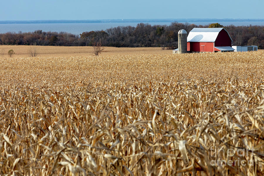 Cornfield #1 Photograph by Jim West/science Photo Library