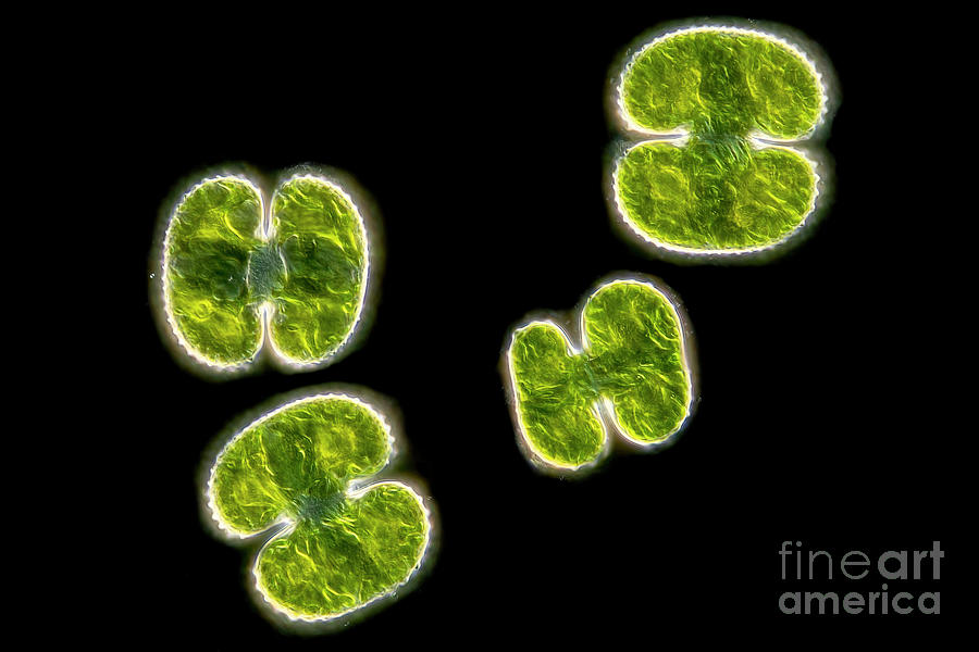 Cosmarium Reniforme Sp. Algae #1 by Science Photo Library