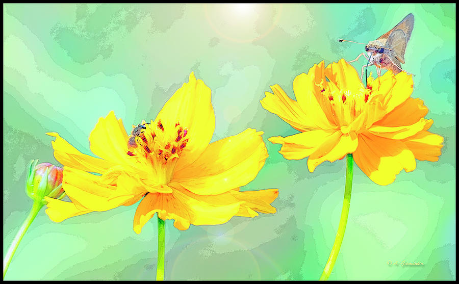 Cosmos Flowers, Bud, Butterfly, Digital Painting #1 Digital Art by A Macarthur Gurmankin