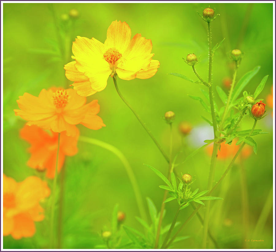 Cosmos Flowers in a Summer Meadow #1 Photograph by A Macarthur Gurmankin