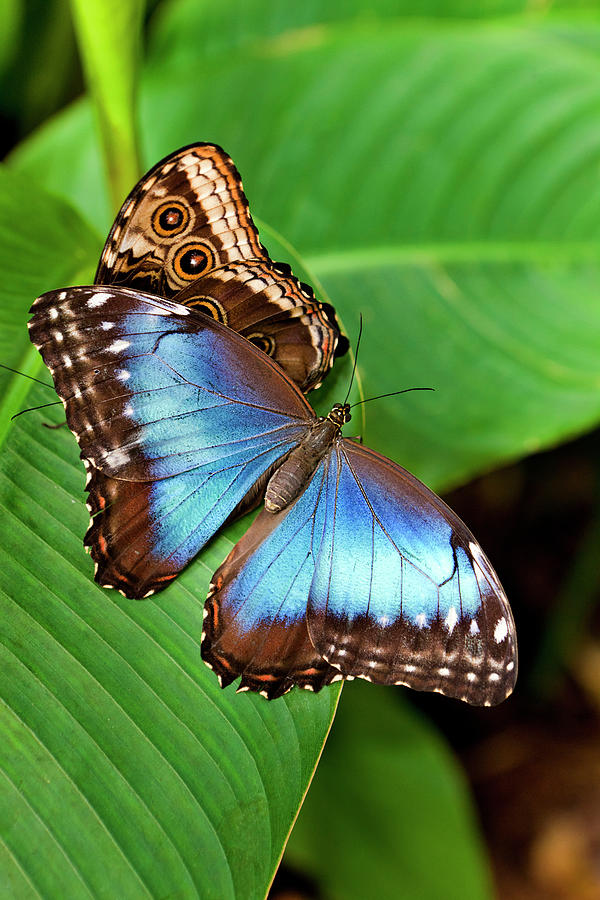 Costa Rica, Alajuela, Caribbean, Poas Volcano National Park, Blue Morpho Butterfly, La Paz Waterfall Gardens #1 Digital Art by Pietro Canali