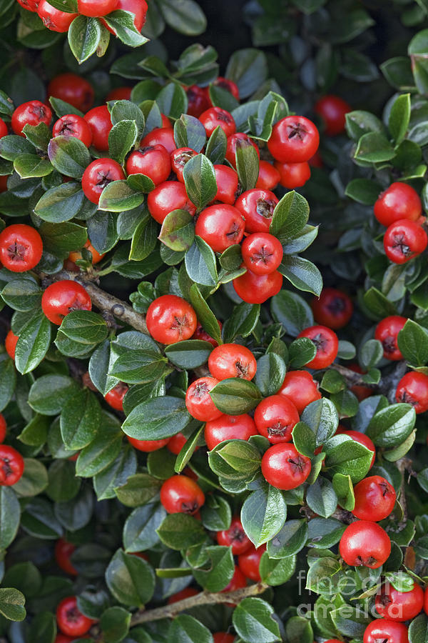 Cotoneaster Horizontalis Photograph by Geoff Kidd/science Photo Library ...