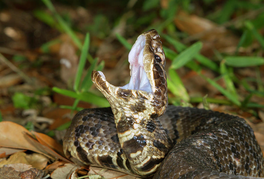 Cottonmouth Snake In Defensive Position Photograph by Ivan Kuzmin