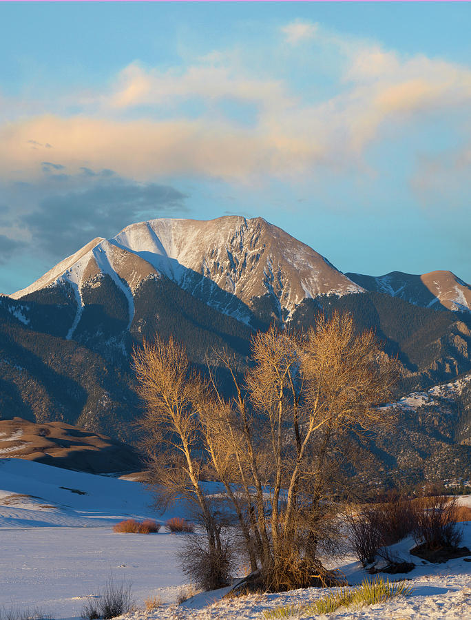 Cottonwoods In Winter, Mount Herard, Great Sand Dunes National Park, Colorado #1 Photograph by Tim Fitzharris