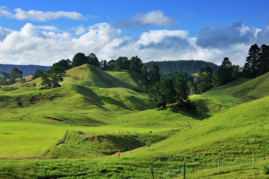 Countryside In Summer #1 by Raimund Linke