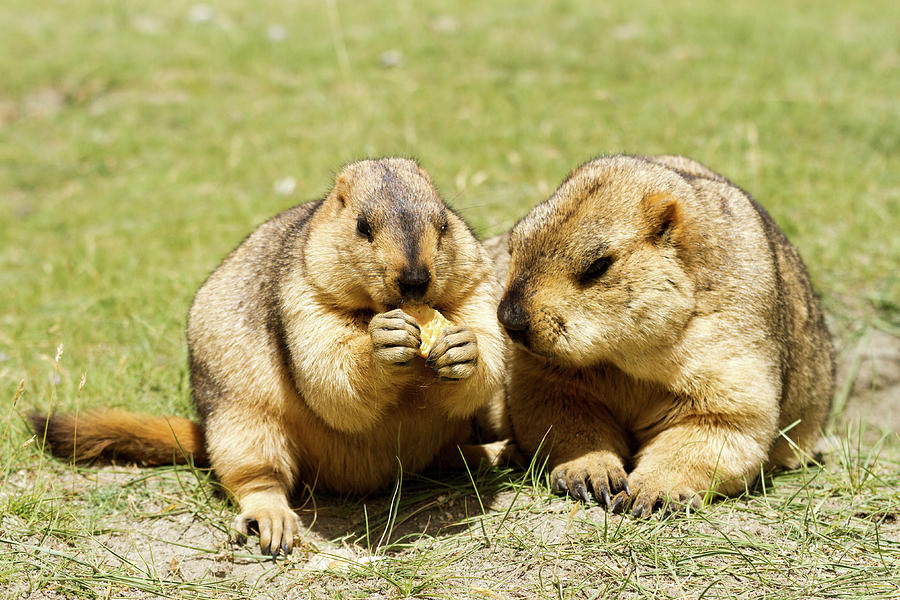 Couple of funny marmots with bisquit on the green grass Photograph by ...