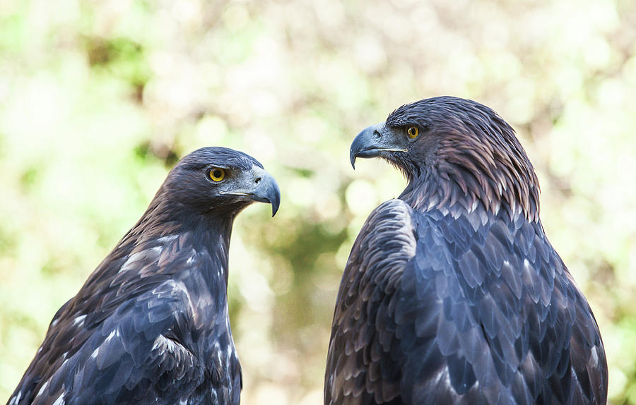 Bird Photograph - Couple Of Iberian Golden Eagles Or Aquila Chrysaetos, Caceres, Spain #1 by Cavan Images