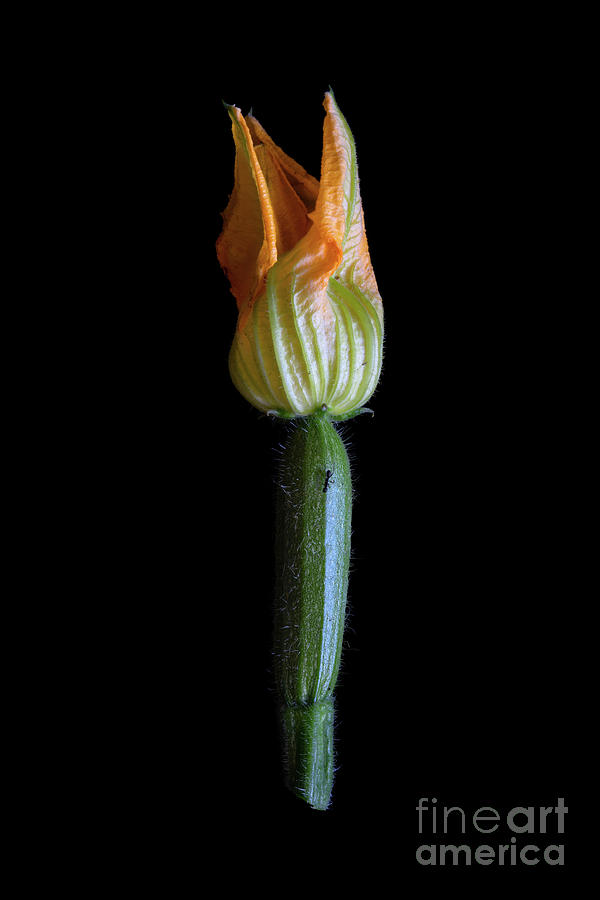 Courgette (cucurbita Pepo) Photograph by Riccardo Bianchini/science ...