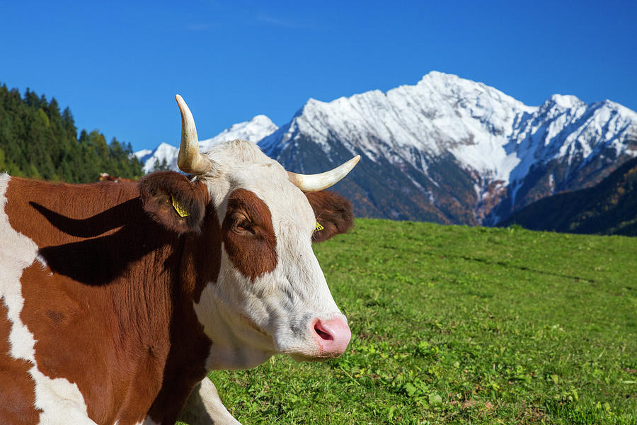 Cow Digital Art by Hp Huber - Fine Art America Cow by Hp Huber
