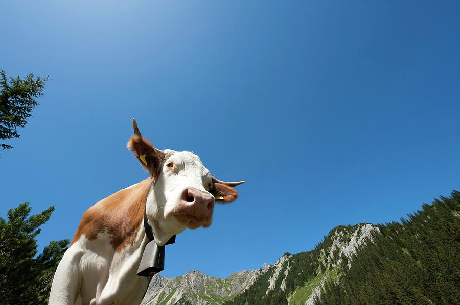 Cow In The Alps #1 Photograph by Ra-photos