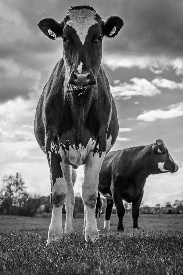 Animal Photograph - Cow Posing #1 by Mountain Dreams