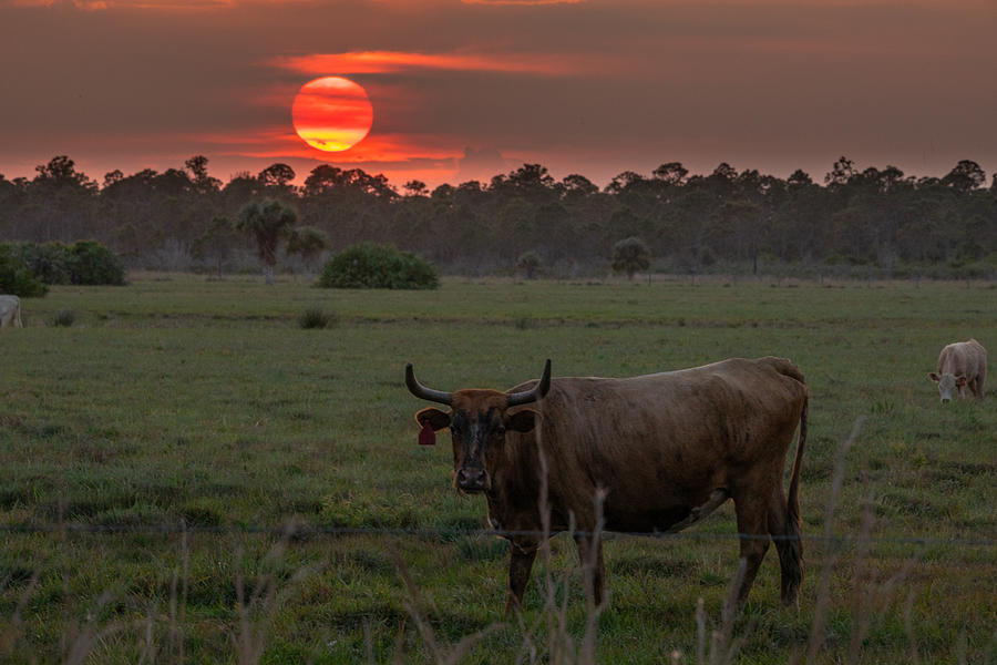 Cow Sunset Photograph by Michael Brown Cow Sunset Photograph by Michael Brown