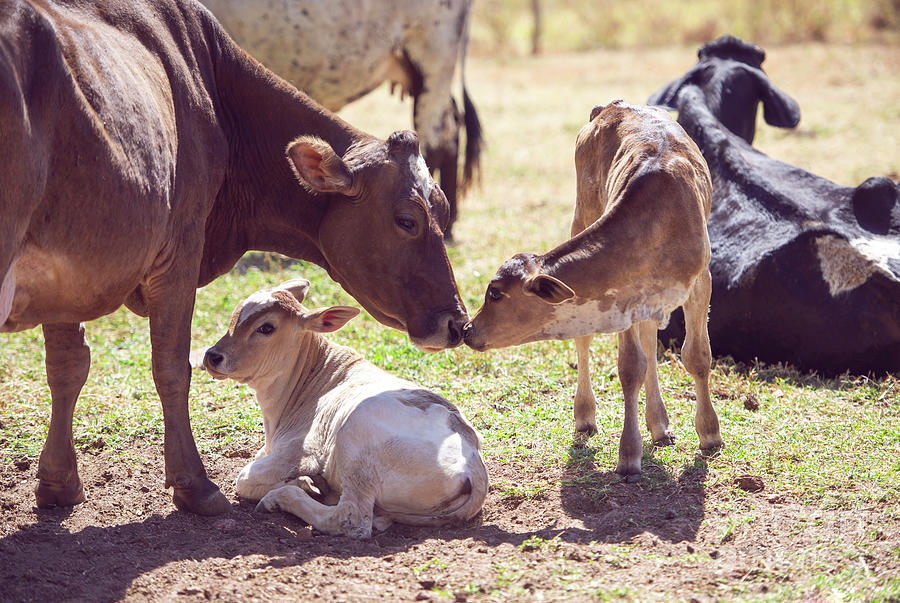 Cow With Calves #1 Photograph by Ktsdesign/science Photo Library