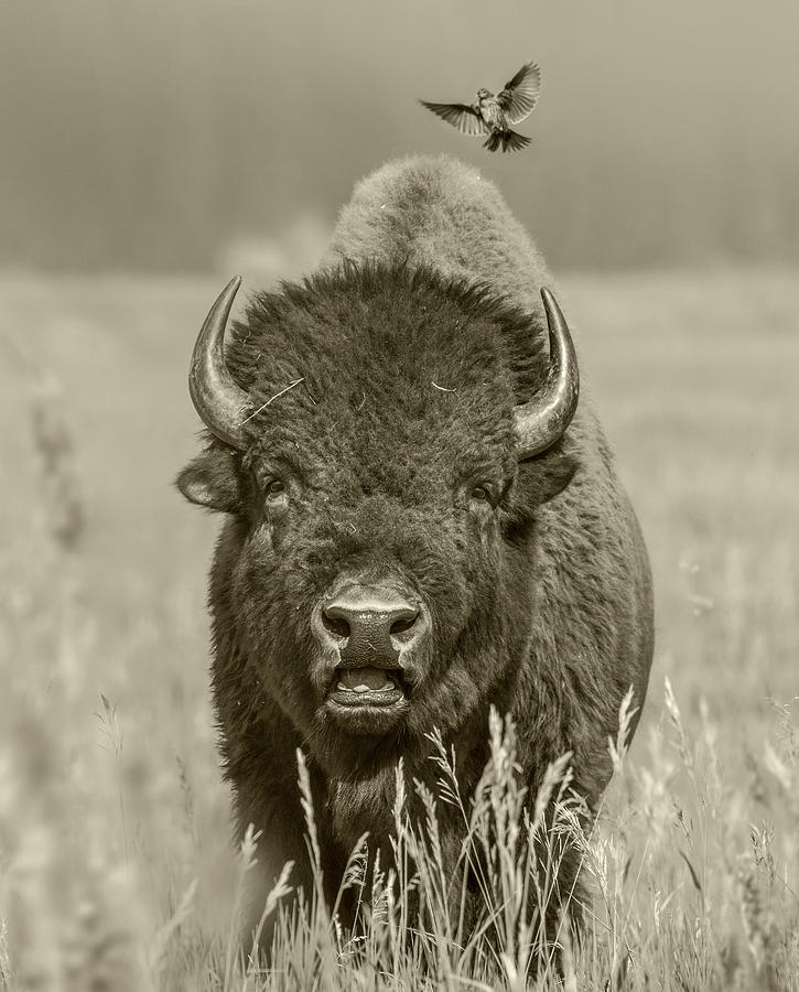 Cowbird Landing On Bison #1 Photograph by Tim Fitzharris