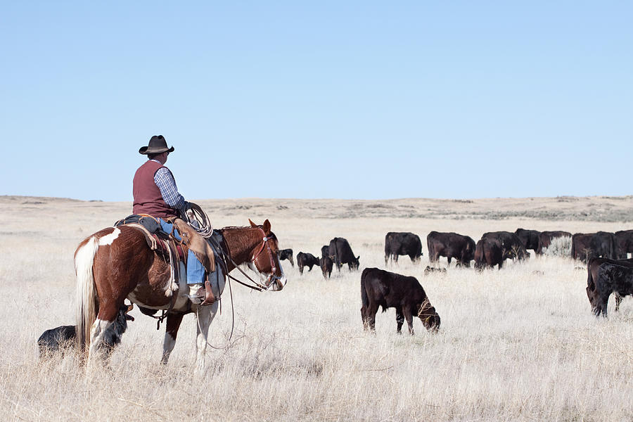 Cowboy Herding Of Angus Cattle On Open #1 Photograph by Daydreamsgirl