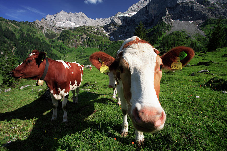 Cows #1 Digital Art by Bernd Rommelt