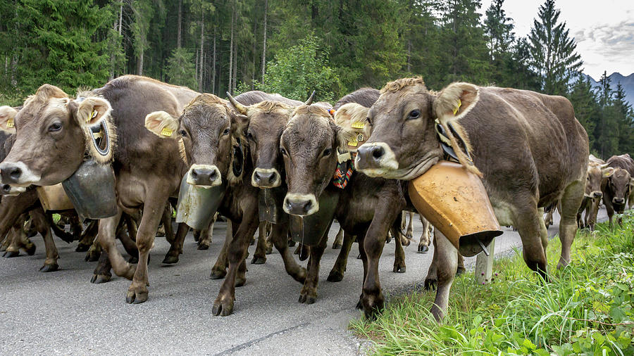 Cows With Cowbells Run In The Herd On Forested Roads In The Mountains.  Germany, Bavaria, Oberallg�u, Oberstdorf #1 Photograph by Martin Siering  Photography - Fine Art America