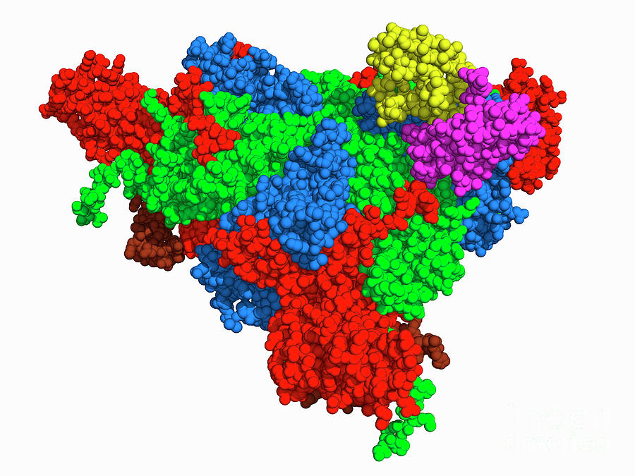 Coxsackievirus Capsid Subdomain Complex Photograph by Laguna Design ...