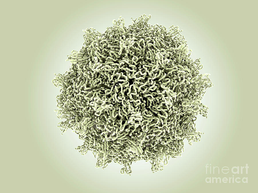 Nobody Photograph - Coxsackievirus Virus Particle #1 by Juan Gaertner/science Photo Library