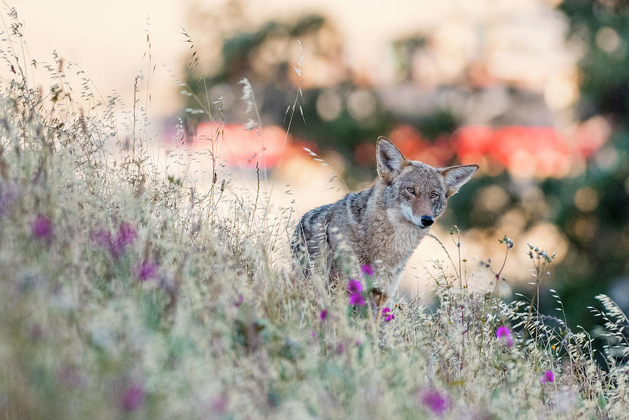 Wildlife Digital Art - Coyote (canis Latrans), Bernal Heights, San Francisco, California, United States, North America #1 by Jouko Van Der Kruijssen