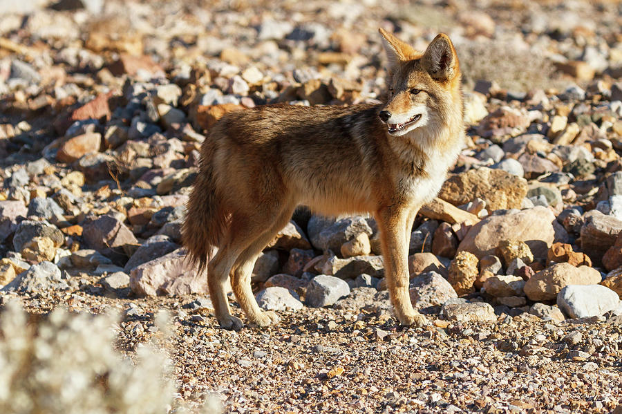 Coyote Encounter Photograph by James Marvin Phelps - Fine Art America