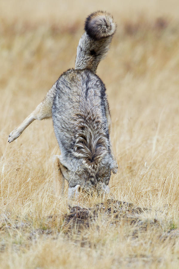 Yellowstone National Park Photograph - Coyote Pouncing #1 by Ken Archer