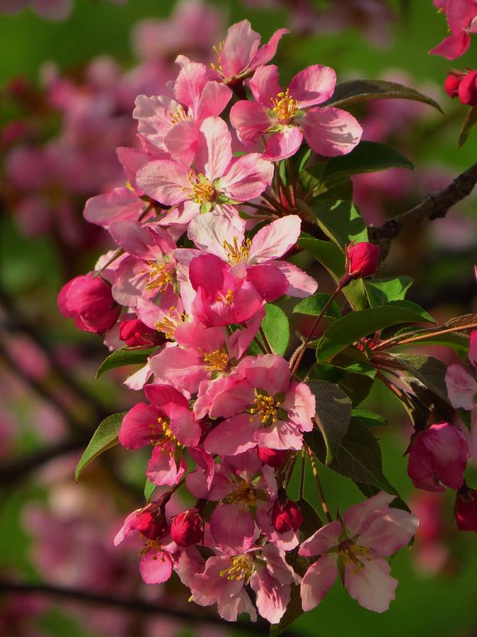 Crab Apple Blossoms  #2 Photograph by Lori Frisch
