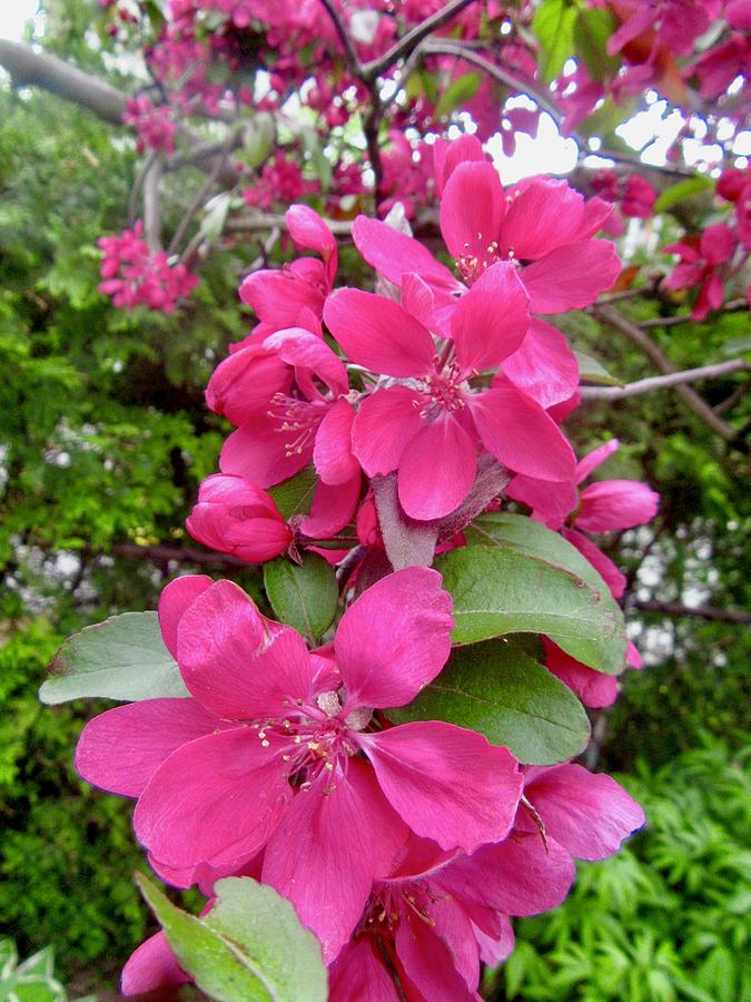 Crab Apple Blossoms by Stephanie Moore Crab Apple Blossoms by Stephanie Moore