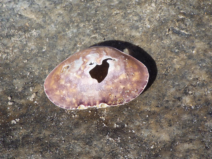 Crab Shell by Kimberly-Ann Talbert Crab Shell by Kimberly-Ann Talbert