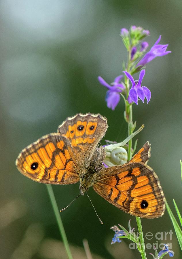 Crab Spider With Wall Brown Butterfly On Heath Lobelia #1 Photograph by Bob Gibbons/science Photo Library