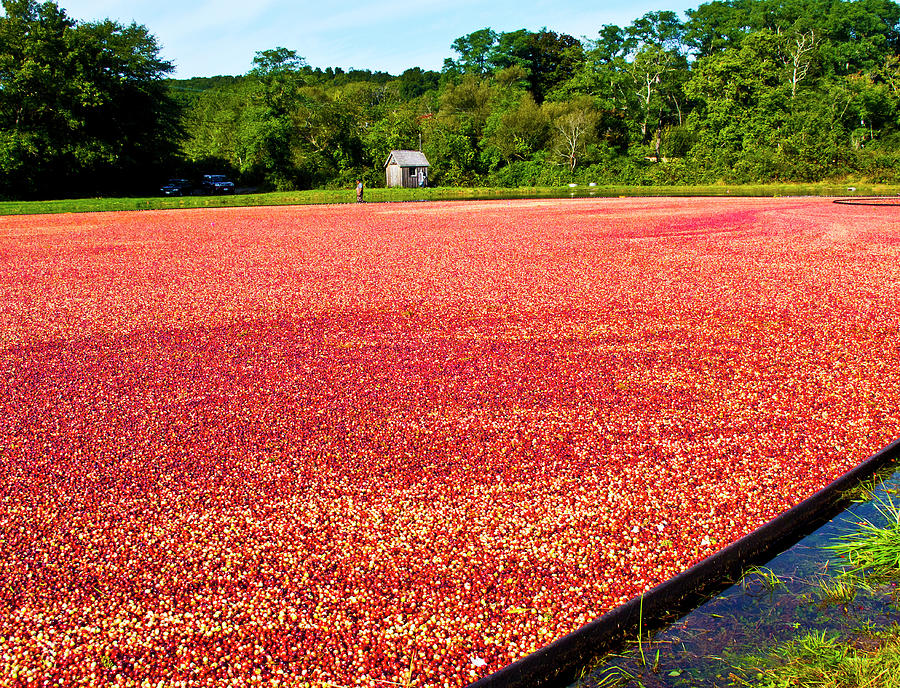 Outdoors Photograph - Cranberry Bog #1 by Eunice Harris