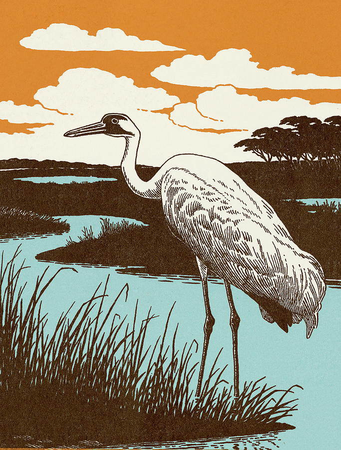 Crane Drawing - Crane Bird #1 by CSA Images