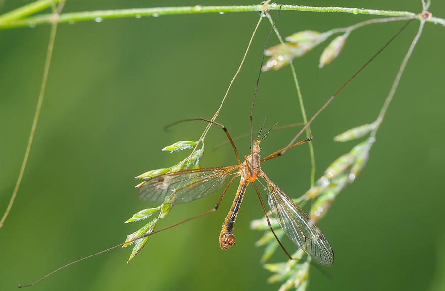 Crane Fly #1 Photograph by Michael Lustbader