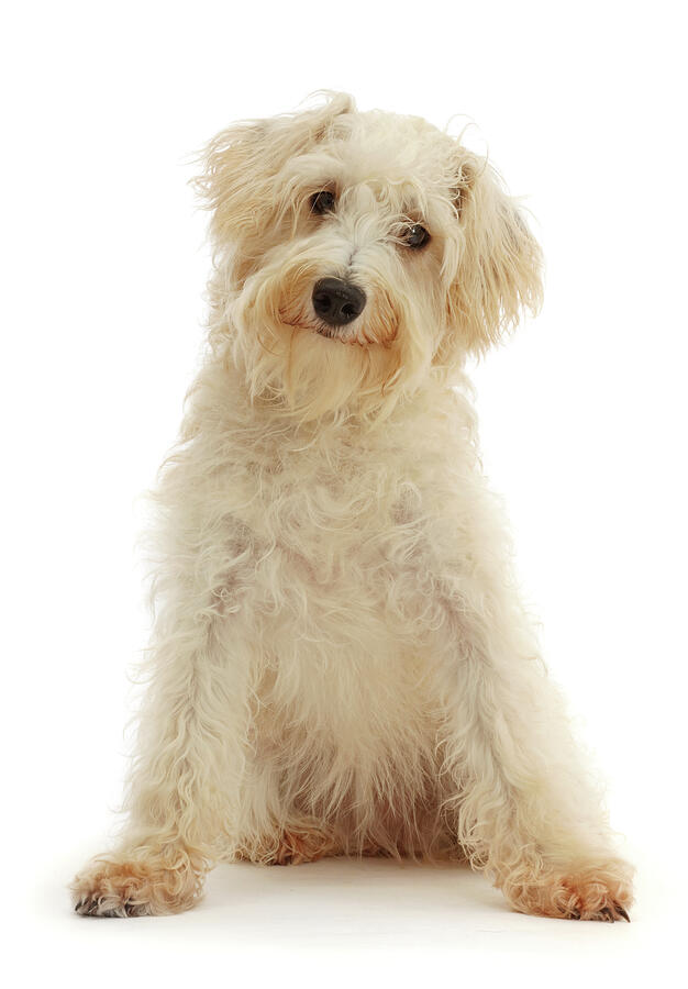 Cream Coloured Schnoodle, Age 7 Months #1 Photograph by Mark Taylor / Naturepl.com Cream Coloured Schnoodle, Age 7 Months #1 Photograph by Mark Taylor / Naturepl.com