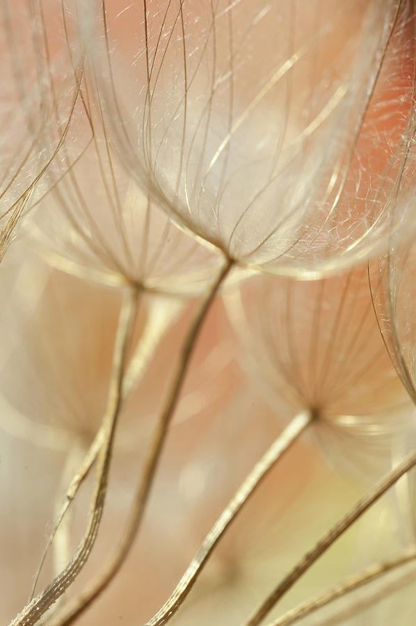 Creamy Dandelions #1 Photograph by Iris Greenwell
