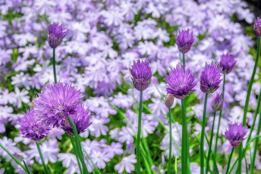 Chive Photograph - Creeping Phlox And Chives #1 by Lisa S. Engelbrecht