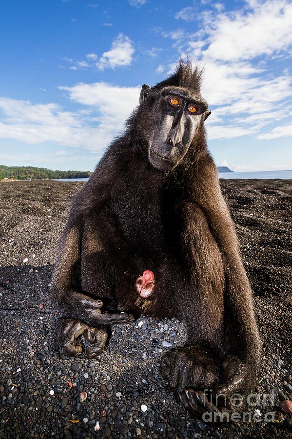 Crested Black Macaque #1 Photograph by Paul Williams/science Photo Library