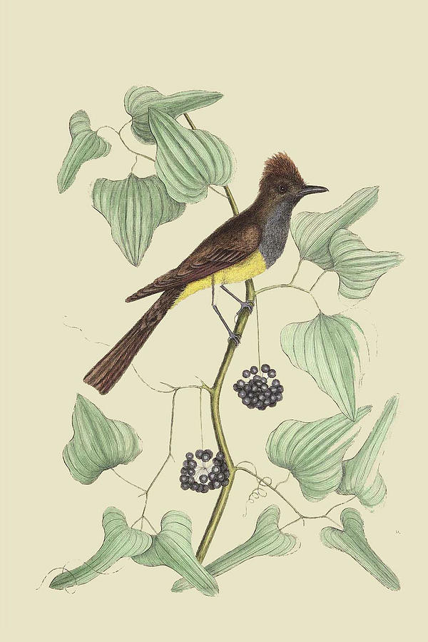 Crested Fkycatcher #1 Painting by Mark Catesby