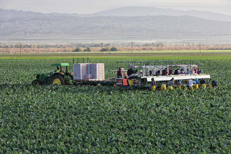 Crew Harvesting Organic Cauliflower #1 Photograph by Inga Spence Crew Harvesting Organic Cauliflower #1 Photograph by Inga Spence