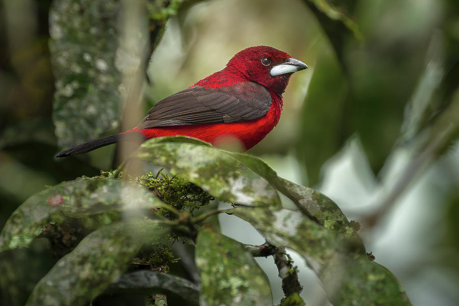 Crimson-Backed Tanager Entreaguas Ibague Tolima Colombia #1 Photograph by Adam Rainoff