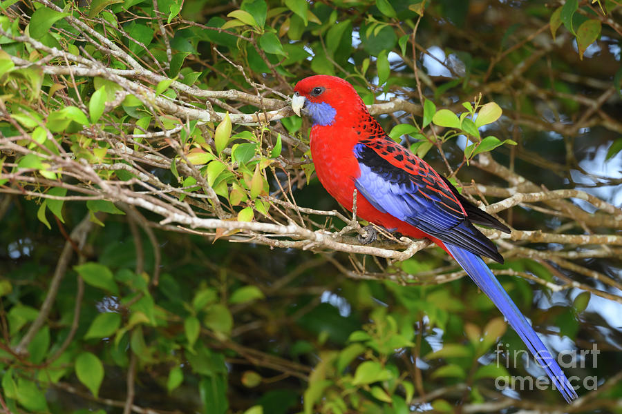 Crimson Rosella Parrot #1 Photograph by Dr P. Marazzi/science Photo Library