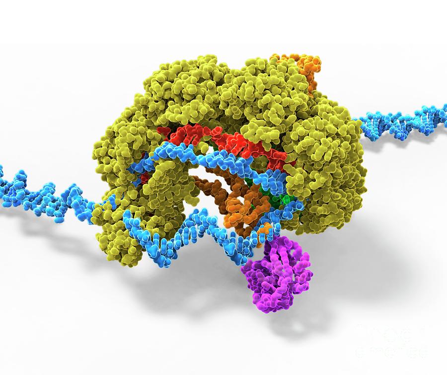 Crispr-cas6 Gene Editing Complex Photograph by Carlos Clarivan/science ...