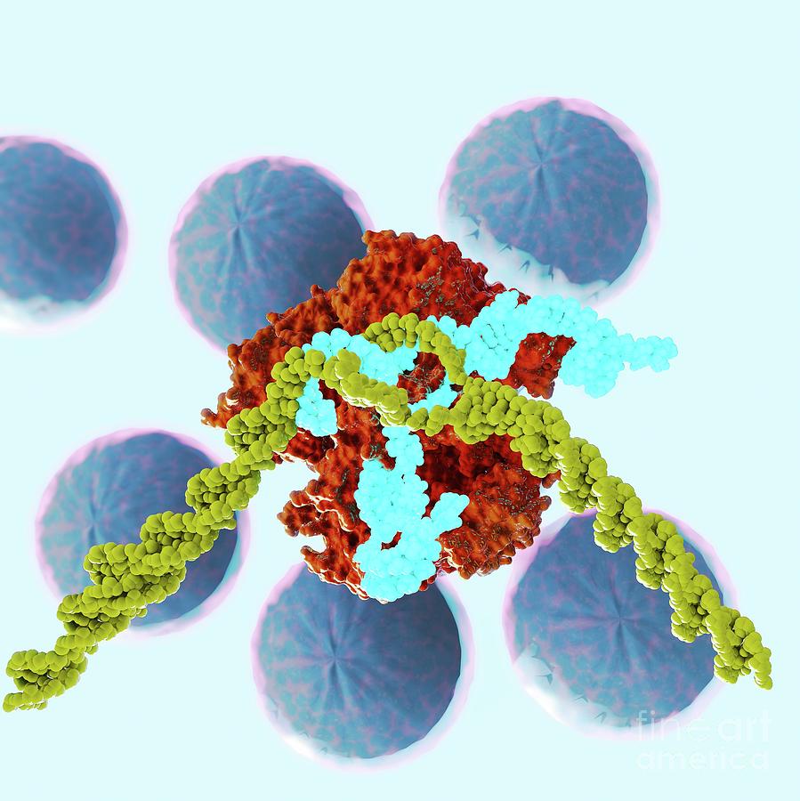 Crispr-cas9 Gene Editing Complex Photograph by Ella Maru Studio/science ...